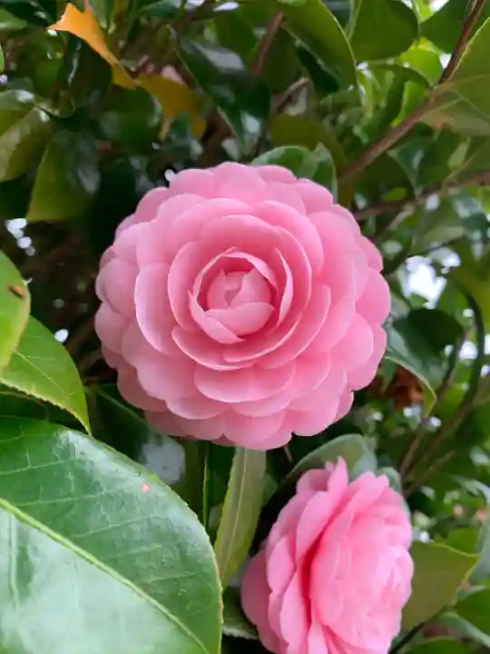 惣社八幡宮の自然