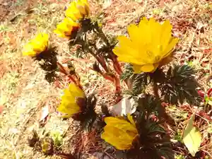 滑川神社 - 仕事と子どもの守り神の自然(2020年02月06日(木) 07時55分06秒投稿)