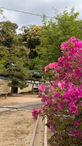 寳塔寺（宝塔寺）(京都府)