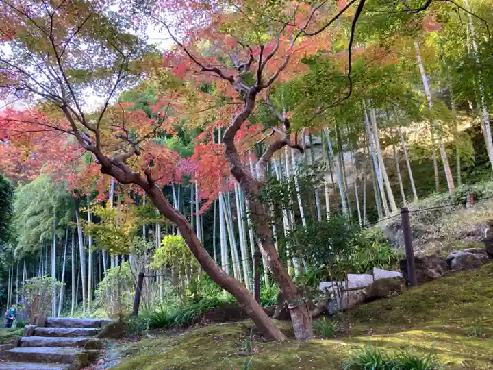 長壽寺(長寿寺)の自然