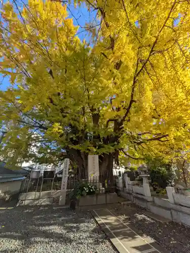 善福寺(東京都)