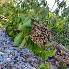 屋久島大社の動物