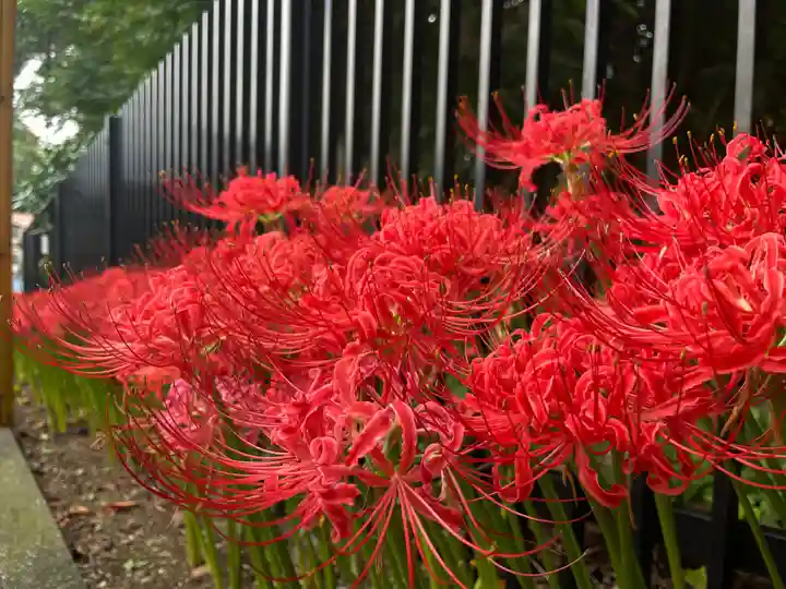 国府台天満宮の自然