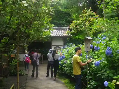 明月院の庭園