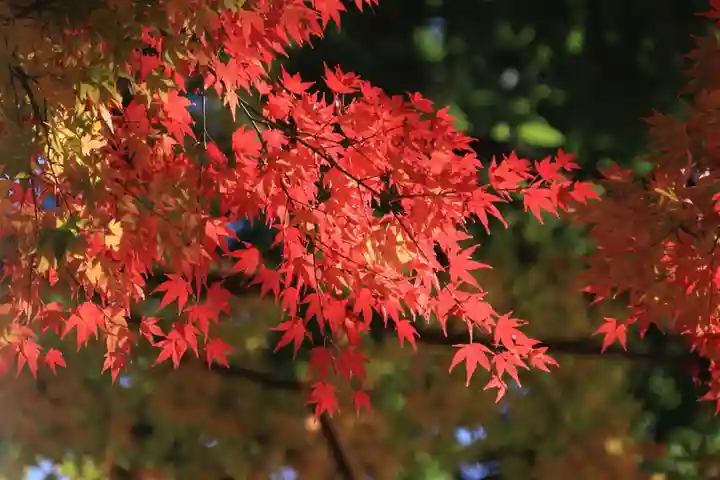 田村神社の自然