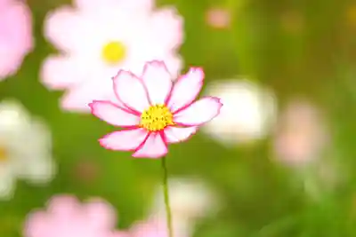 般若寺 ❁﻿コスモス寺❁(奈良県)