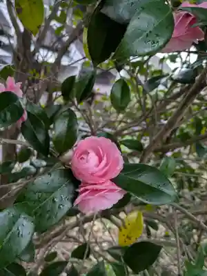 出雲大社宇部教会の御朱印