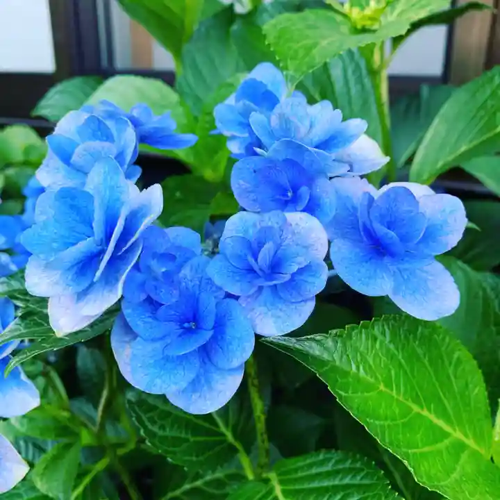 豊景神社の自然