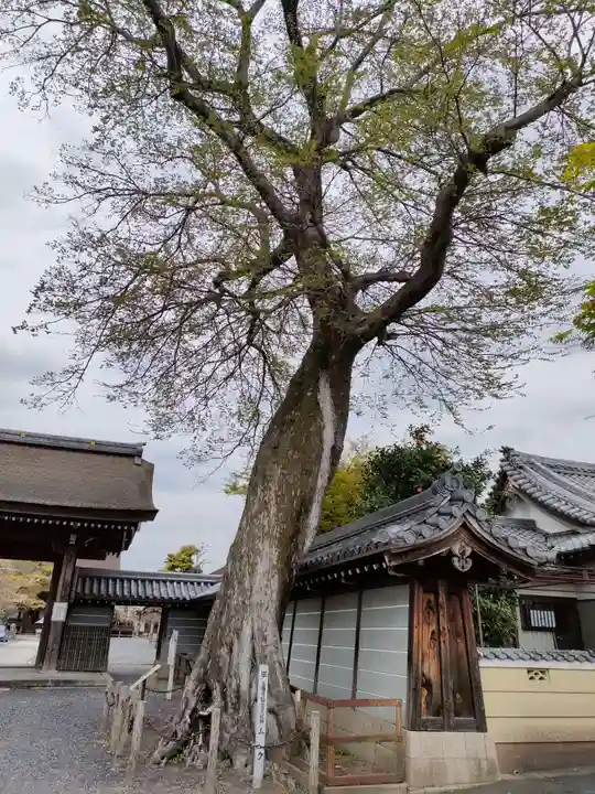 曼陀羅寺の自然