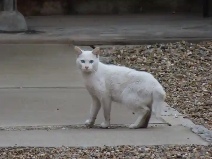 三輪神社の動物