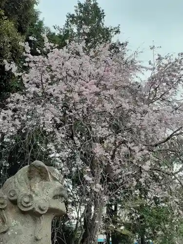 伏木香取神社の狛犬