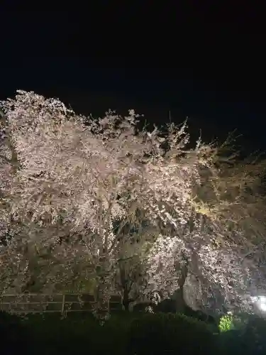 八坂神社(祇園さん)の{uncategorized: "未分類", other: "その他", undefined: "問題あり", building: "その他建物", grave: "お墓", sacred_gate: "鳥居", guardian: "狛犬", statue: "像", buddha: "仏像", history: "歴史", nature: "自然", garden: "庭園", animal: "動物", pagoda: "塔", temizu: "手水舎", mountain_gate: "山門・神門", sanctuary: "本殿・本堂", subordinate: "末社・摂社", art: "芸術", scenery: "景色", jizo: "地蔵", ema: "絵馬", goshuin: "御朱印", omikuji: "おみくじ", items: "授与品その他", amulet: "お守り", goshuincho: "御朱印帳", eats: "食事", festival: "お祭り", votive_dance: "神楽", shichigosan: "七五三参", wedding: "結婚式", experience: "体験その他", initially: "初詣", around: "周辺", anti_infection: "感染症対策"}