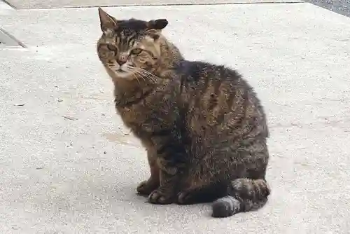 所澤神明社(埼玉県)