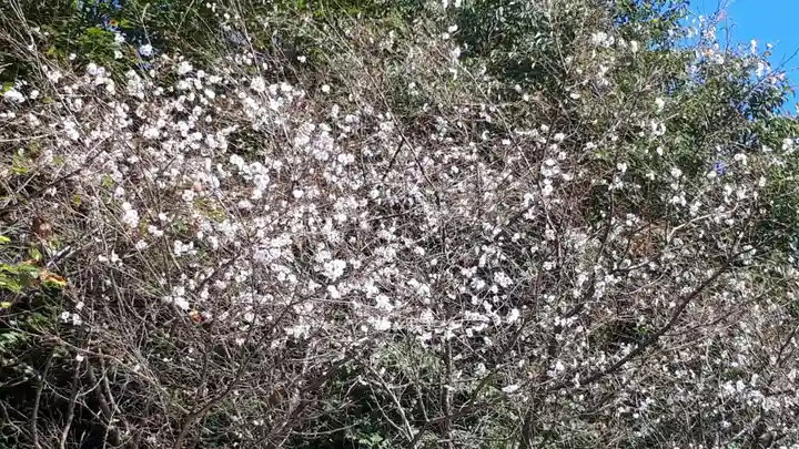櫻木神社の自然