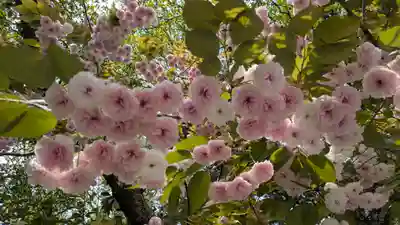 白峯神宮(京都府)