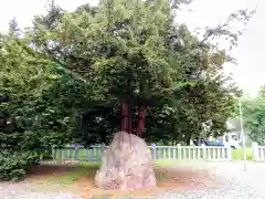 永山神社の自然