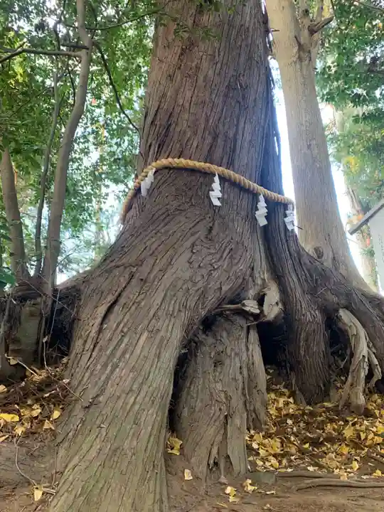 大宮神社の自然