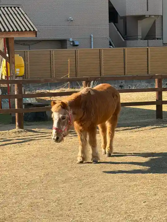 五方山熊野神社の{uncategorized: "未分類", other: "その他", undefined: "問題あり", building: "その他建物", grave: "お墓", sacred_gate: "鳥居", guardian: "狛犬", statue: "像", buddha: "仏像", history: "歴史", nature: "自然", garden: "庭園", animal: "動物", pagoda: "塔", temizu: "手水舎", mountain_gate: "山門・神門", sanctuary: "本殿・本堂", subordinate: "末社・摂社", art: "芸術", scenery: "景色", jizo: "地蔵", ema: "絵馬", goshuin: "御朱印", omikuji: "おみくじ", items: "授与品その他", amulet: "お守り", goshuincho: "御朱印帳", eats: "食事", festival: "お祭り", votive_dance: "神楽", shichigosan: "七五三参", wedding: "結婚式", experience: "体験その他", initially: "初詣", around: "周辺", anti_infection: "感染症対策"}