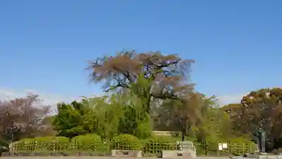 八坂神社(祇園さん)の周辺