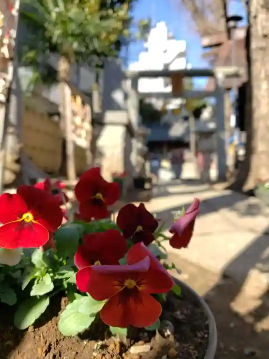 高円寺氷川神社の自然
