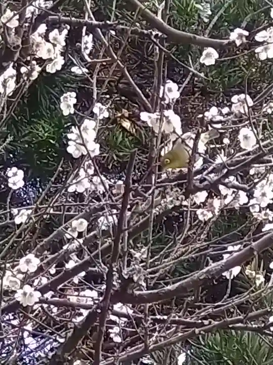 安國論寺(安国論寺)の自然