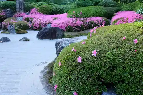 明月院の庭園