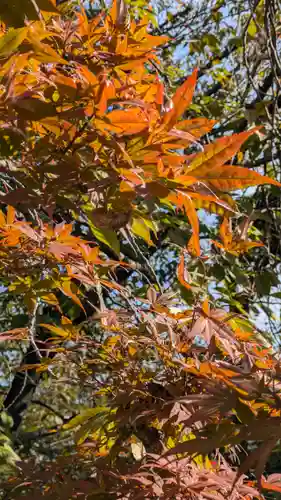 墨染寺（桜寺）(京都府)
