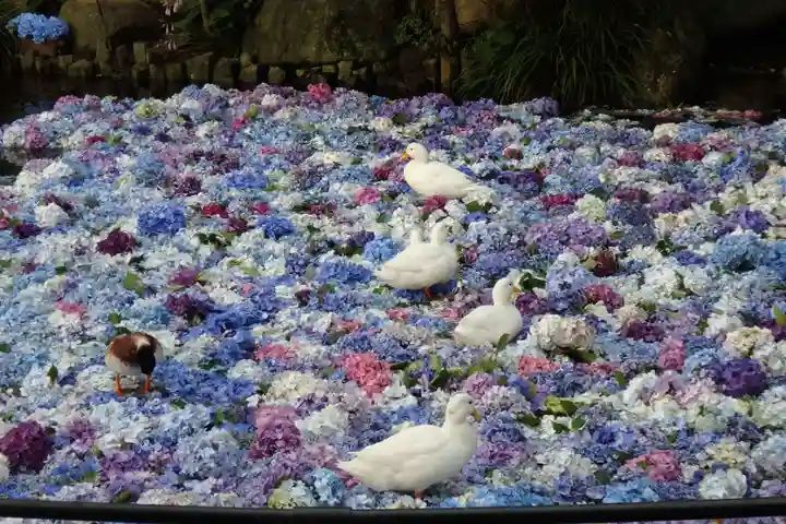 楽法寺(雨引観音)の動物