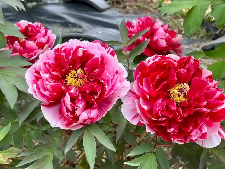 真言宗 善通寺派 薬王寺の自然