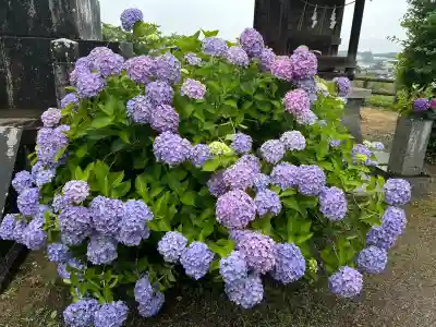 粟井神社(香川県)