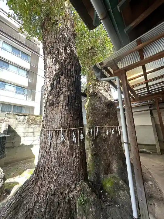 松山神社の自然