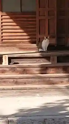 圓福寺(円福寺)の動物