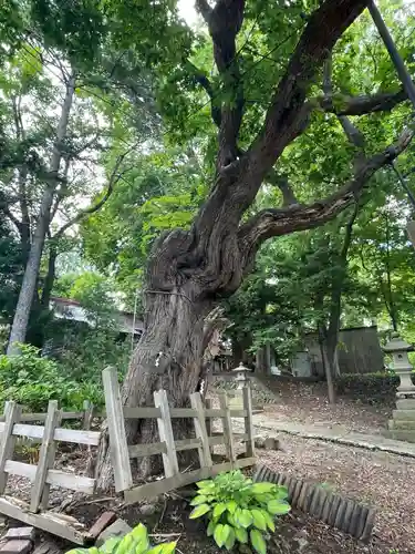 厳島神社の自然