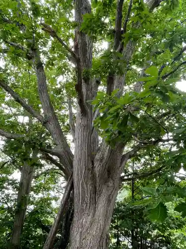 長流内神社(北海道)