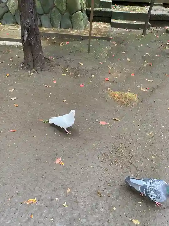 鶴嶺八幡宮の動物