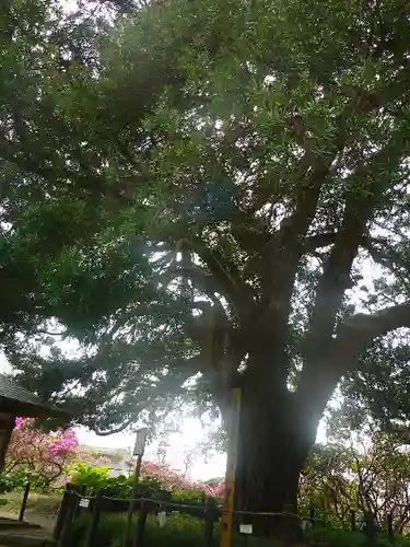 安養院　(田代寺）の自然