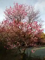 高願寺の自然