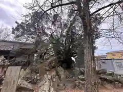 市杵島姫神社(徳島県)