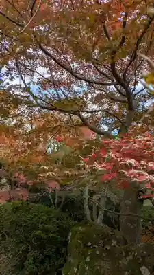勝持寺（花の寺）(京都府)