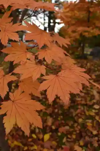 北海道護國神社の自然