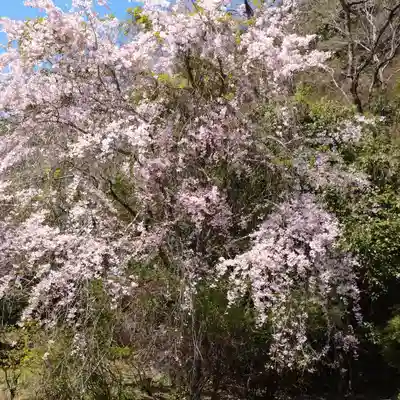 日蓮宗 総本山 塔頭 定林坊(じょうりんぼう)の自然