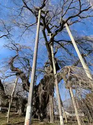 瀧桜神明宮(福島県)