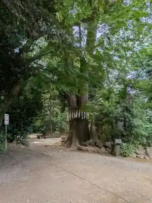 代々木八幡宮の{uncategorized: "未分類", other: "その他", undefined: "問題あり", building: "その他建物", grave: "お墓", sacred_gate: "鳥居", guardian: "狛犬", statue: "像", buddha: "仏像", history: "歴史", nature: "自然", garden: "庭園", animal: "動物", pagoda: "塔", temizu: "手水舎", mountain_gate: "山門・神門", sanctuary: "本殿・本堂", subordinate: "末社・摂社", art: "芸術", scenery: "景色", jizo: "地蔵", ema: "絵馬", goshuin: "御朱印", omikuji: "おみくじ", items: "授与品その他", amulet: "お守り", goshuincho: "御朱印帳", eats: "食事", festival: "お祭り", votive_dance: "神楽", shichigosan: "七五三参", wedding: "結婚式", experience: "体験その他", initially: "初詣", around: "周辺", anti_infection: "感染症対策"}