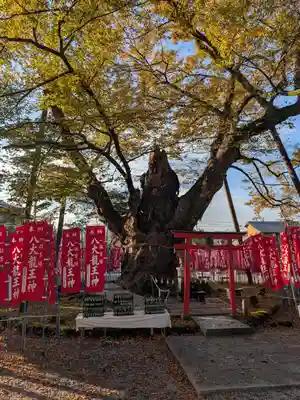 秩父今宮神社(埼玉県)