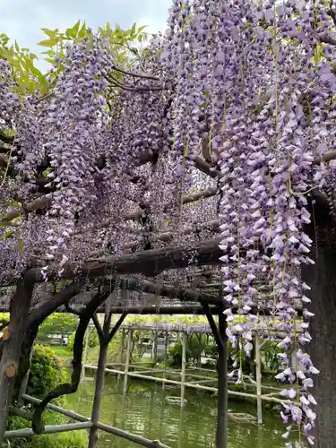 亀戸天神社の自然