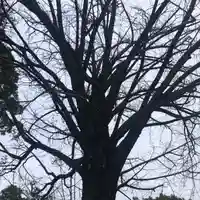 田無神社の自然