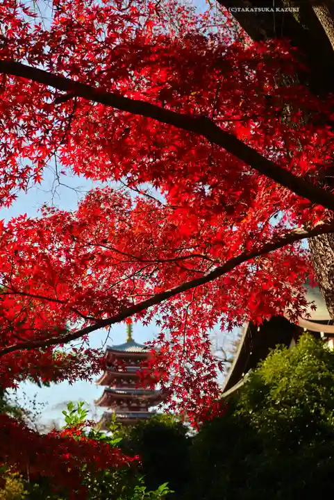 本土寺(千葉県)