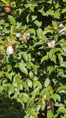 実光院(京都府)