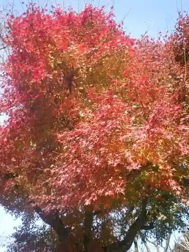 永福寺跡(永福寺址)の自然