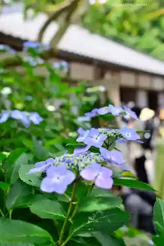 明月院(神奈川県)